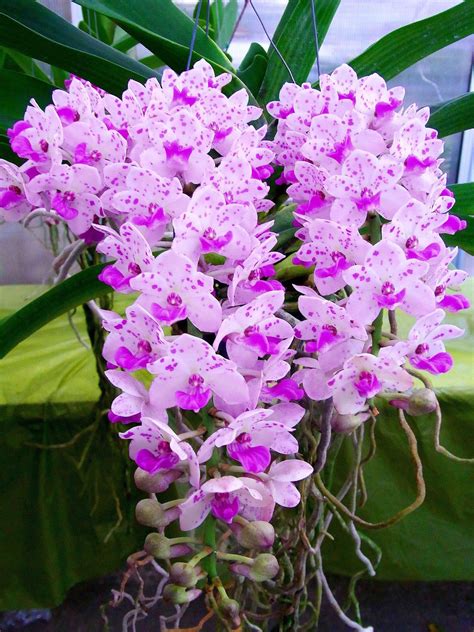 Orchids Beautiful Orchids Amazing Flowers Orchids