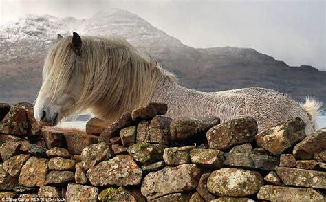 Is This The Most Beautiful Country On Earth Highland Pony Scotland