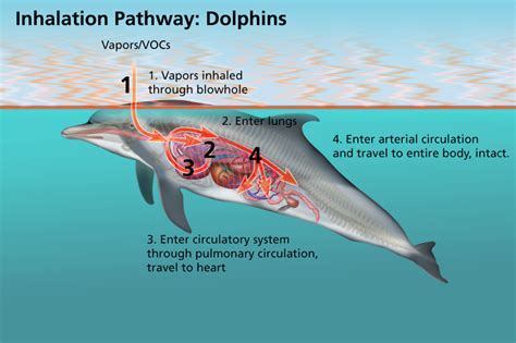 National Aquarium Dolphins Take A Deep Breath On Camera For Oil Spill