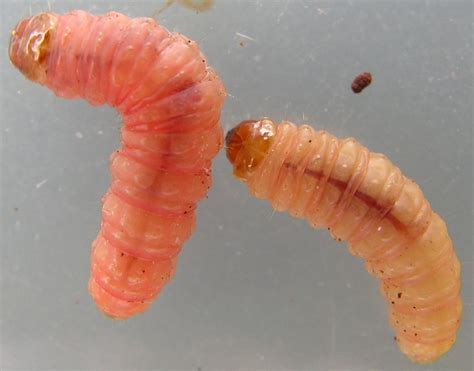 Bed Bug Larval Stage Biological Science Picture Directory