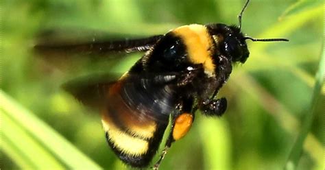 Rare Bumblebee Spotted In Connecticut For The First Time In 100 Years