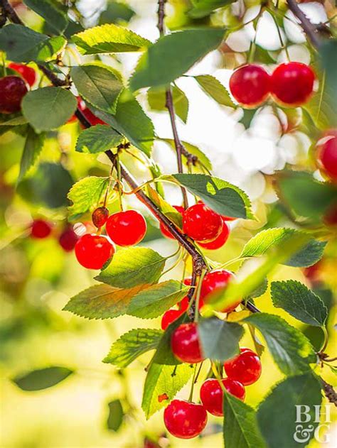 How To Grow Cherries Better Homes And Gardens