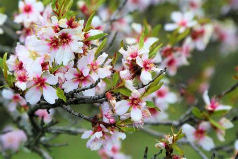 All In One Almond Trees Buying And Growing Guide