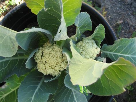 Growing Cauliflower In A Container Survival Homestead