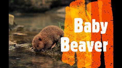 Baby Beaver Commentary And Comments Youtube