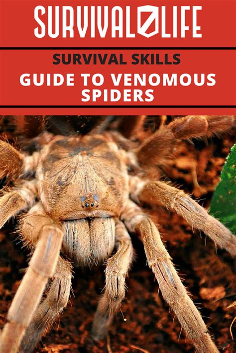 Survival Skills Guide To Venomous Spiders Survival Life