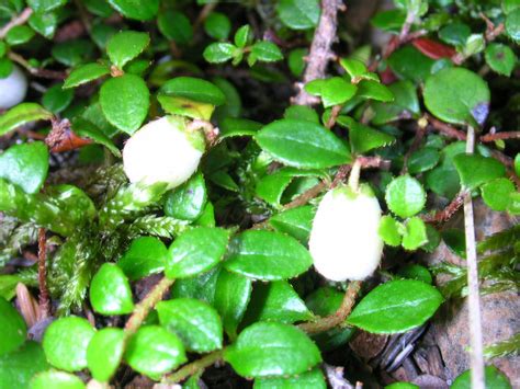 Creeping Snowberry Plants Of Jasper National Park Guide 3 Les