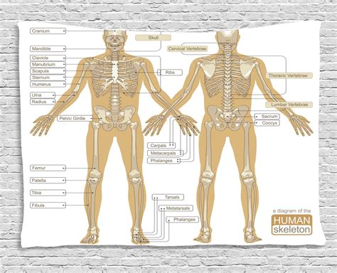 Human Anatomy Tapestry Diagram Of Human Skeleton System With Titled