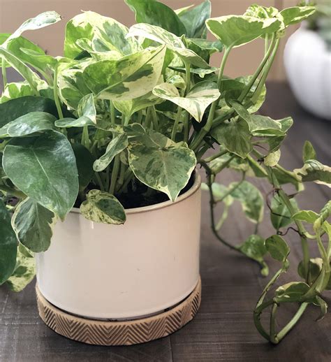 10 Low Light Indoor Plants The Can Thrive In Your Home And