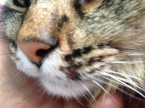 Bald Red Spots On The Face Thecatsite