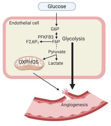 Biomedicines Free Full Text Endothelial Cell Glucose Metabolism And