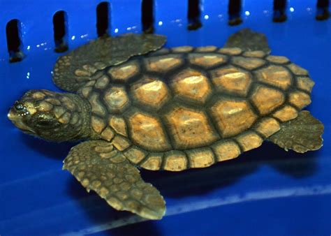 Loggerhead Sea Turtle Exploration