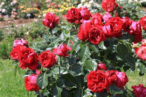Роза парковая Ред Эден Роуз Red Eden Rose купить саженцы роз с