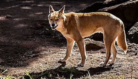 The Australian Dingo A Wolf In Dogs Clothing