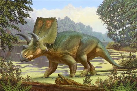 New Lost Relative Of Triceratops Found In New Mexico
