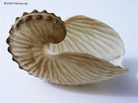 Seashell Paper Nautilus Shell