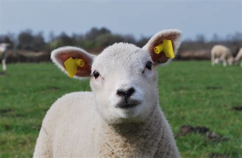 Turkish Woman Brings Pet Lamb To Vote In Presidential Elections The