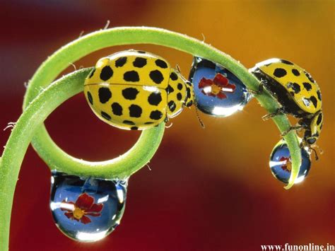 Ladybugs In Pretty Yellow Colors And Black Spots Ladybug Yellow