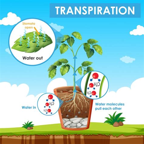 Diagrama Que Muestra La Transpiraci N En Planta Vector Premium