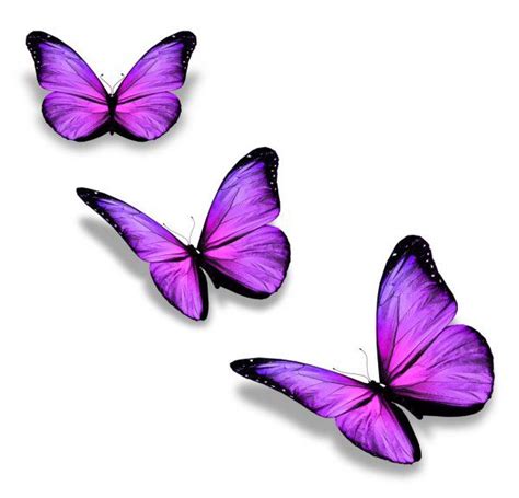 Três Borboletas Violetas Isoladas No Branco — Imagem De Stock
