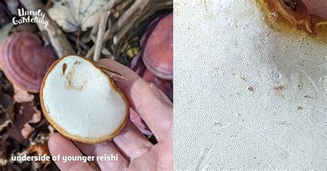 Foraging And Using Reishi Mushrooms Unruly Gardening
