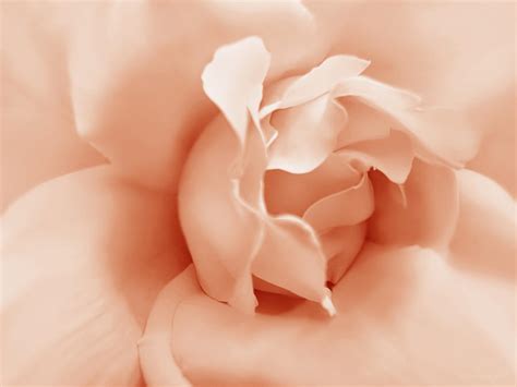 Peach Pastel Rose Flower Photograph By Jennie Marie Schell