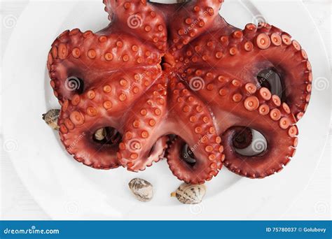 Whole Fresh Raw Octopus On Plate Closeup Stock Image Image Of