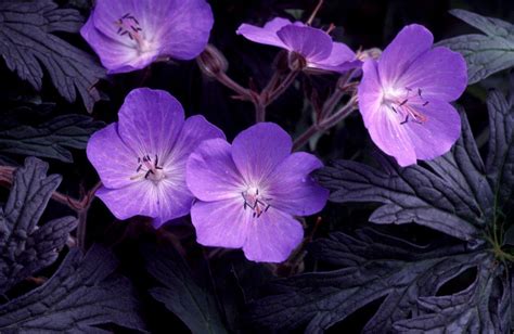 Geranium Pratense Purple Haze Seeds £295 From Chiltern Seeds