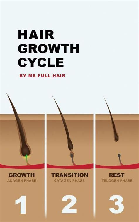 Hair Growth Cycle Anagen Catagen And Telogen Phases Ms Full Hair