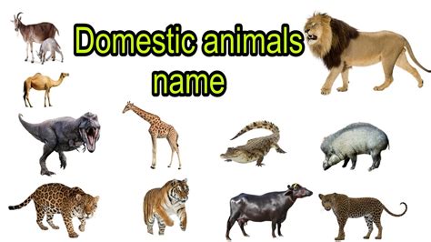 Domestic Animals Name Learn Domestic Animals Name And Picture Easy