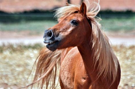 Shetland Pony Facts Lifespan Behavior And Care Guide With Pictures