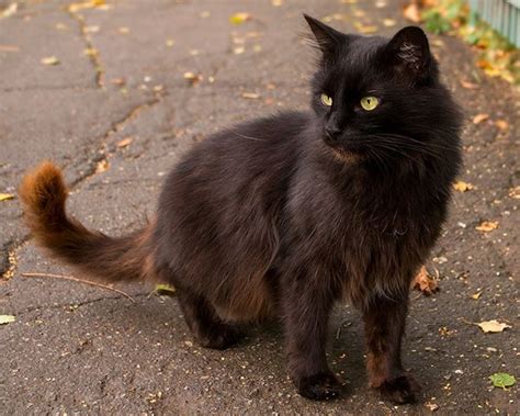 Gato Negro Simbolismo Razas Y Comportamiento