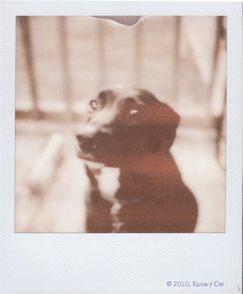 Chloe Shot With PX Instant Film Shot With A Polaroid S Flickr