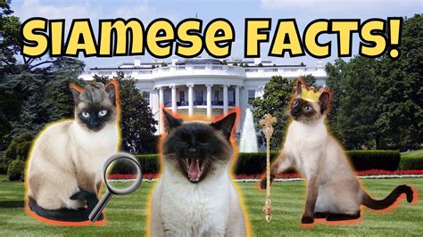 11 Fascinating Facts About Siamese Cats Youtube