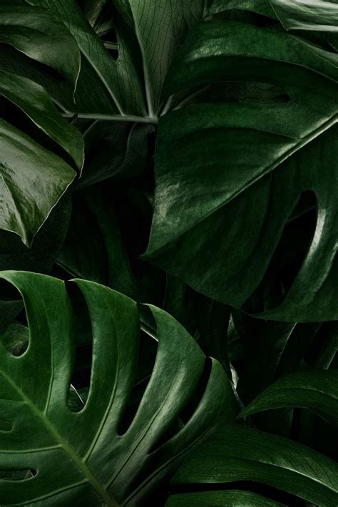 Monstera Leaves Nature Background Wallpaper Premium Image By Rawpixel