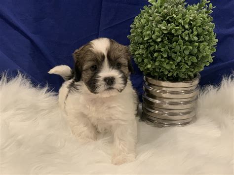 Mal Shi Puppies For Sale Whittier Ca 348661 Petzlover