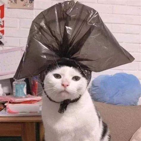 53 Wonderfully Funny Cat Memes Themes And Pics Cutesypooh Cute Cat