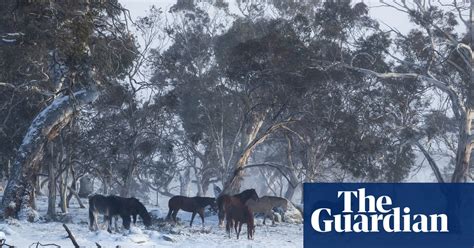 Late Winter Wonderland Snow Falls On Nsw And Canberra In Pictures