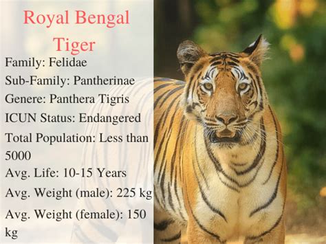 Royal Bengal Tiger How They Look Like What They Eat And Unique Facts