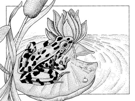 Drawing Of A Frog On A Lily Pad
