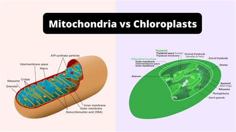 Mitochondria Vs Chloroplast My XXX Hot Girl