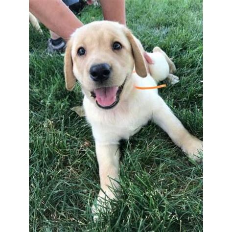 Give a puppy a forever home or rehome a rescue. Labrador Retrivier Full Bred puppies in Sioux Falls, South ...
