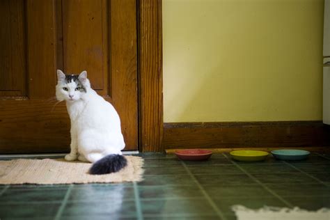 Reasons Why Cats Poop On Rugs And How To Stop It