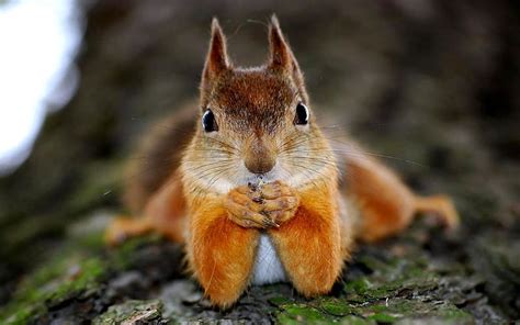 Praying Squirrel Cute Red Squirrel Praying Hd Wallpaper Peakpx