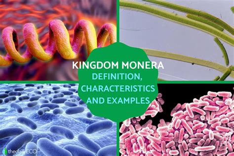 Kingdom Monera Definition And Characteristics In Biology With Examples