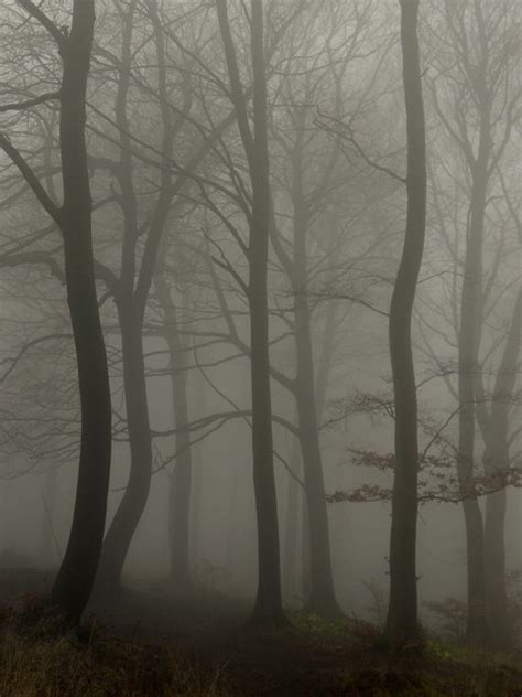 Trees In The Mist © Jonathan Billinger Geograph Britain And Ireland