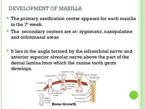 Growth And Development Of Maxilla And Mandible