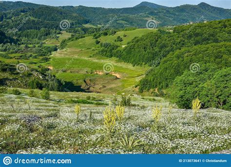 Glades With Flowers On The Mehedinti Plateau Stock Image Image Of