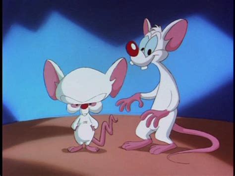 Itch and loses, when pinky points out that mr. Pinky and the Brain Theme | Warner Bros. Entertainment Wiki | Fandom
