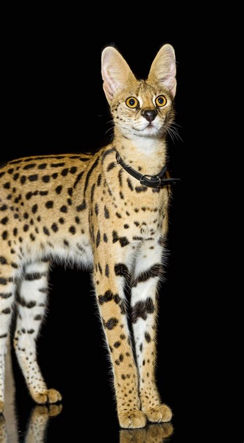 61 Best Serval Cats Images On Pinterest Big Cats Kitty